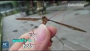 World's biggest? Mosquito with a wing span of 11cm found in China