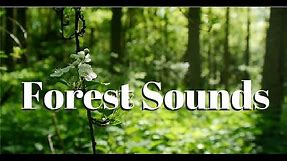 Nature sounds Meditation forest sounds of birds singing relaxation - 4 minutes