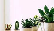 Plant Pot size Guide and dimensions - Size-Charts.com - When size matters