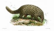 Giant Pangolin Facts For Kids & Adults: Pictures, Video & Information