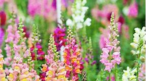 How To Grow And Care For Snapdragons  - Bunnings Australia