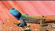 South African Agama Atra (Blue Head Lizard)