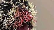 Don't Touch Porcupine Ever! 😱