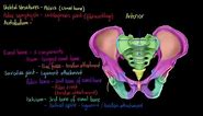 Skeletal Structures- The Pelvis