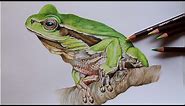 Frog Drawing in Color Pencils | How to Draw a Frog | Derwent Coloursoft Color Pencil