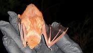 Eastern Red Bat Species Profile
