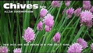 ⟹ CHIVES | Allium schoenoprasum | You have to love chives!