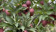Part 1: Picking Apples 🍎 Bilpin, NSW Australia 🇦🇺
