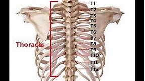 Two Minutes of Anatomy: Thoracic Spine