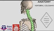 Anatomy of the Vertebral Coloumn 3D anatomy (Cervical, Thoracic, Lumbar, Sacral & Coccyx)