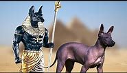 20 Most Ancient Dog Breeds on Planet Earth