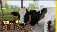 How Now Bloated Cow | The Incredible Dr. Pol
