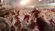 Bird flu is killing millions of chickens and turkeys across the US