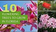 10 Stunning Flowering Trees to Grow in Florida