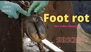 Foot Rot Recognition And Treatment