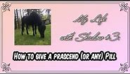 How to Give a Horse a Prascend (or any) Pill
