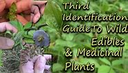 How To Identify Wild Edibles & Medicinal Plants - A Full Video Guide