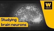 Making sense of the 70 billion neurons in the brain | Wellcome