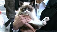 Grumpy Cat Interview 2013 on 'GMA': 'No' Meme Feline's Exclusive Video
