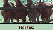 Social Behaviors of Wild and Domestic Horses