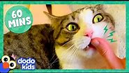 60 Minutes Of Cats And Kittens Being Cute And Silly | 1 Hour Of Animal Videos | Dodo Kids