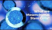 What are mesenchymal stem cells?