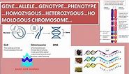 Gene, Allele, Genotype, Phenotype, Homozygous, Heterozygous, Homologous Chromosome || Genetics