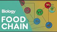 Food Chain | Ecology and Environment | Biology FuseSchool
