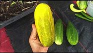 Common Reasons for Yellow Cucumbers