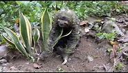 Three Toed Sloth Video - Crawling and Climbing