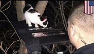 Cat rescue: Cop uses Taser laser beam to guide cat stuck up tree down to safety - TomoNews