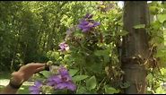 Helpful Tips for Success Growing Clematis