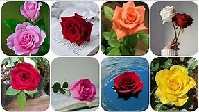 Rose images and Flower wallpaper photos for whatsapp dp pic | flower photo