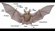Bat Anatomy