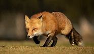 Fox Habitat: Where Do Foxes Live?