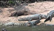 Giant otter and Yacare caiman