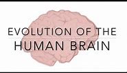 Evolution of the Human Brain