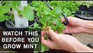 A MINT'S CURSE | Mint plant care that you should know
