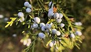 Eastern Red Cedar Berries, A Touch of Natural Flavor - Eat The Planet