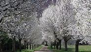 Bradford pears are banned in Ohio. Learn why, what they look like, what to plant instead
