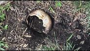 Human skull found buried in flowerbed of home