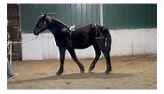 Apollo He... - Witten Creek Farm Friesian Sporthorse Foals