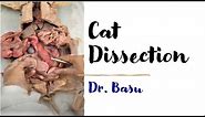 Cat Dissection | Dr. Basu's Easy Anatomy & Physiology