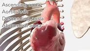 Ascending Aorta & Aortic Arch - Anatomy, Branches and Relations