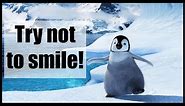 Funny and Cute Penguin Video Compilation | Try not to smile 2018 ( Winter edition )