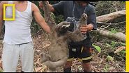 Witness the Harrowing Capture of a Wild Sloth for the Black Market | National Geographic