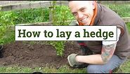 How to plant a garden hedge