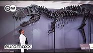 One Of The Best-Preserved T-Rex Skeletons In The World | Moving 66 million year old "Tristan Otto"