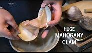 MAHOGANY clam at restaurant UNDER in Lindesnes, Norway