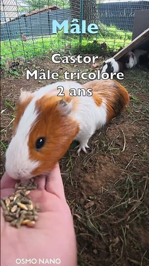 "Présentation de mes cochons d'Inde 🐹"